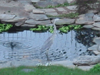 Blue Heron